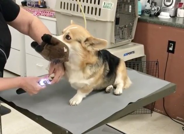 Nervous corgi keeps support plushie close during nail trimming session