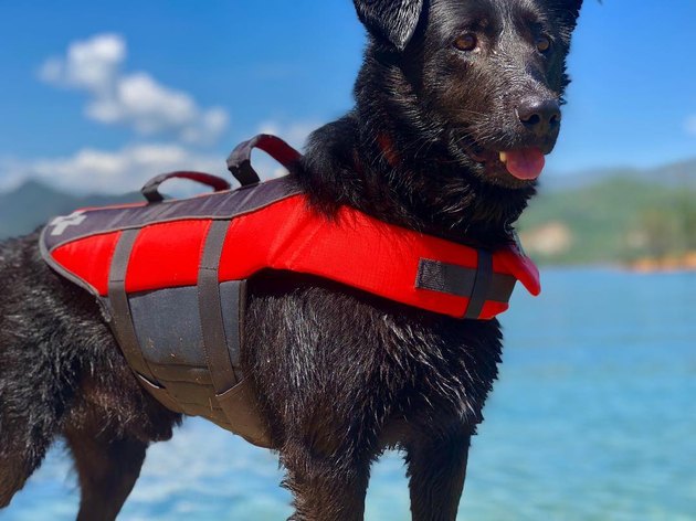 Brave dog dives into pool to save struggling playmate