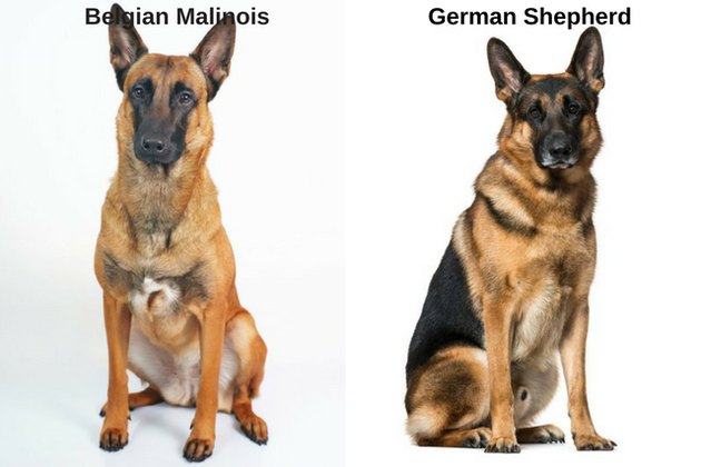 German Shepherd and Belgian Malinois
