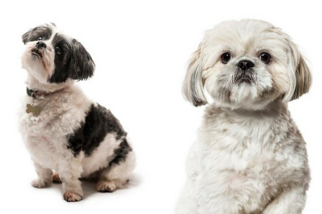 Lhasa Apso and Shih Tzu