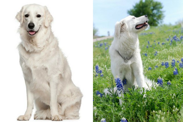 Great Pyrenees and Kuvasz