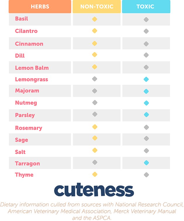 An infographic of the herbs and spices that are toxic and non-toxic to dogs