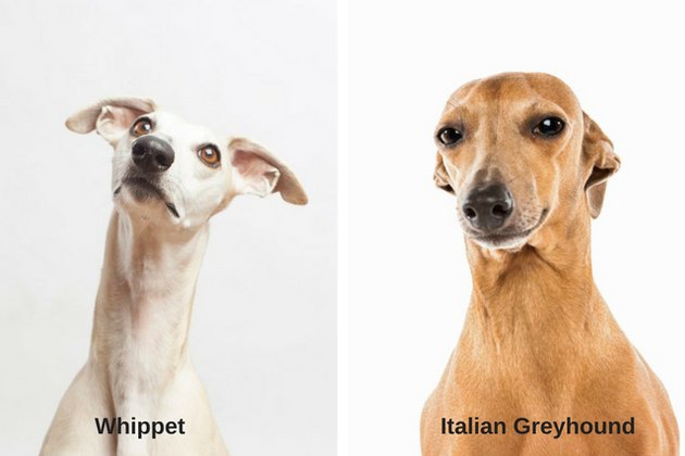 Whippet and Italian Greyhound