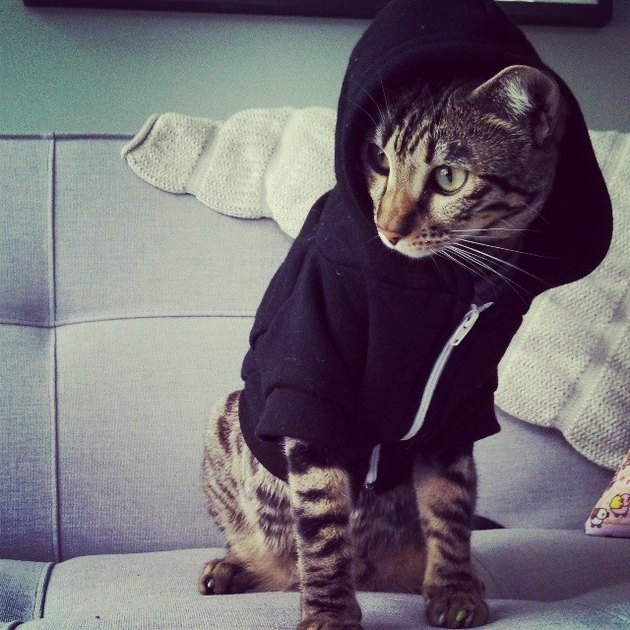 16 Cats Who Think They're On A Reality Show | Cuteness