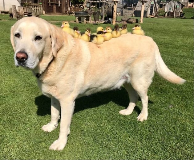 Castle dog 'adopts' 9 ducklings and we can't even because awww