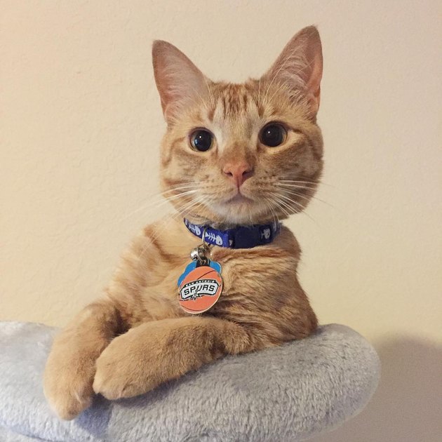 orange cat tabby