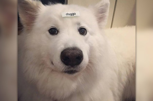 18 Pictures Of Dogs Guaranteed To Make You Chuckle