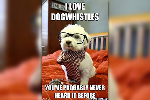 18 Pictures Of Dogs Guaranteed To Make You Chuckle