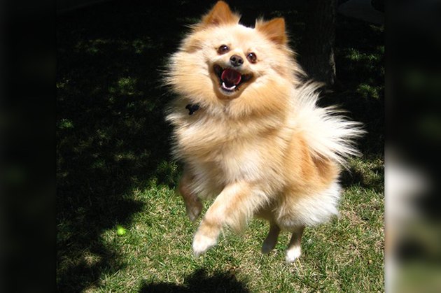 18 Pictures Of Dogs Guaranteed To Make You Chuckle
