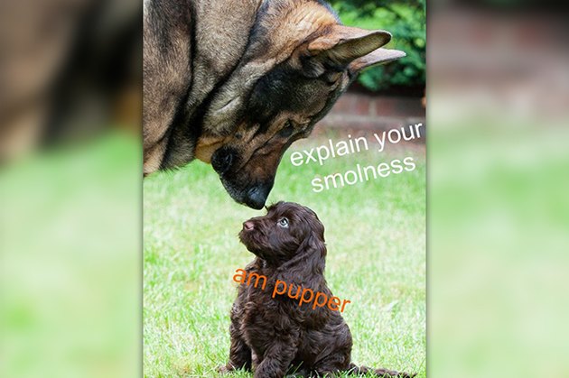 18 Pictures Of Dogs Guaranteed To Make You Chuckle