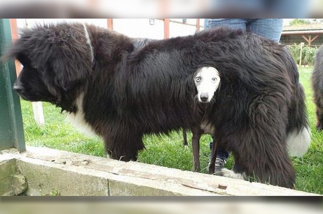 18 Pictures Of Dogs Guaranteed To Make You Chuckle