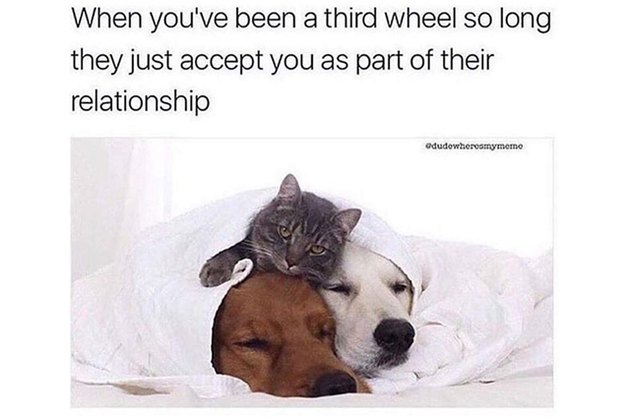 18 Pictures Of Dogs Guaranteed To Make You Chuckle