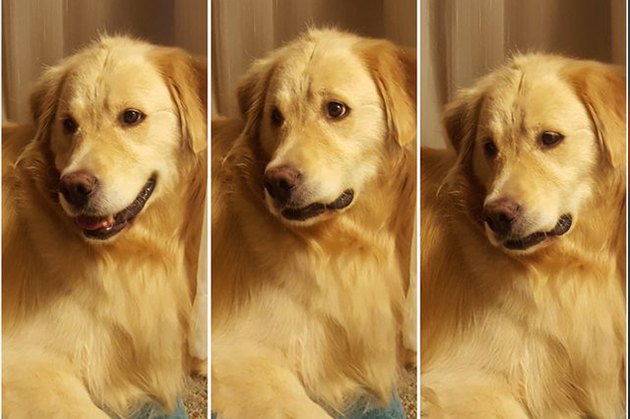 18 Pictures Of Dogs Guaranteed To Make You Chuckle