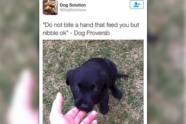18 Pictures Of Dogs Guaranteed To Make You Chuckle