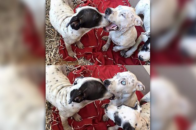 18 Pictures Of Dogs Guaranteed To Make You Chuckle