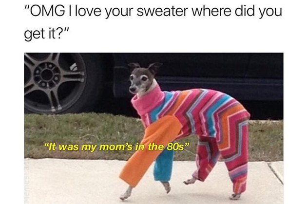 18 Pictures Of Dogs Guaranteed To Make You Chuckle