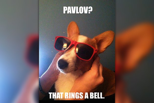 18 Pictures Of Dogs Guaranteed To Make You Chuckle