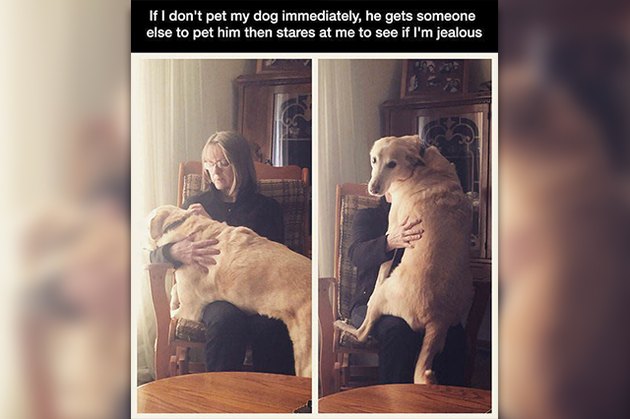 18 Pictures Of Dogs Guaranteed To Make You Chuckle
