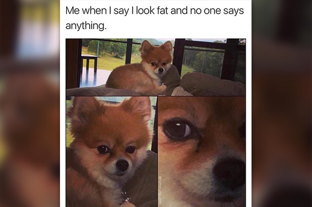 18 Pictures Of Dogs Guaranteed To Make You Chuckle