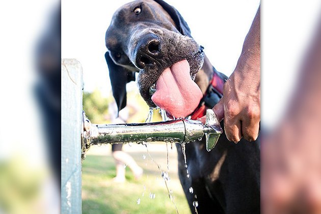 18 Pictures Of Dogs Guaranteed To Make You Chuckle