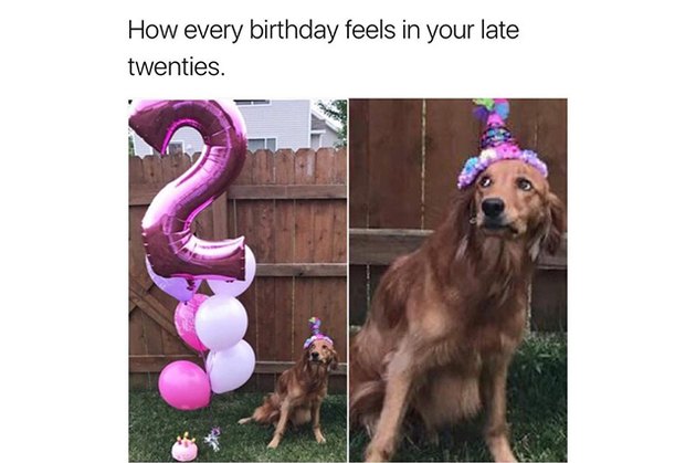 18 Pictures Of Dogs Guaranteed To Make You Chuckle