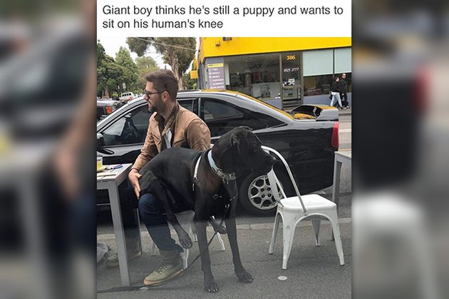 18 Pictures Of Dogs Guaranteed To Make You Chuckle