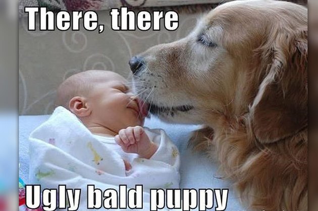 18 Pictures Of Dogs Guaranteed To Make You Chuckle