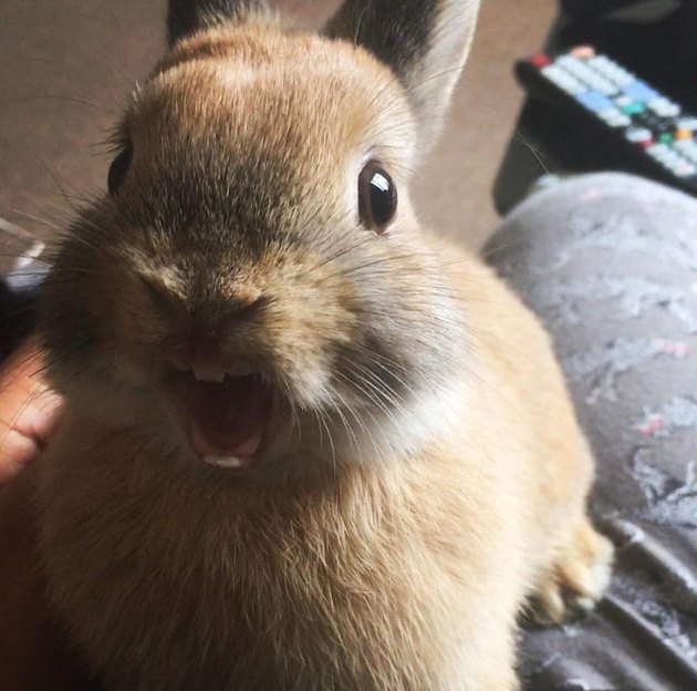 21 Bunnies That Will Hop Right Into Your Heart Cuteness