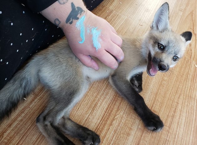 dog named Kit Foxington