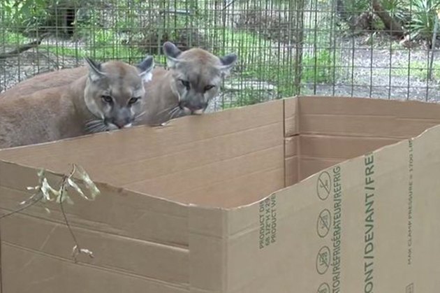 16 Big Cats Who Love Boxes More Than House Cats