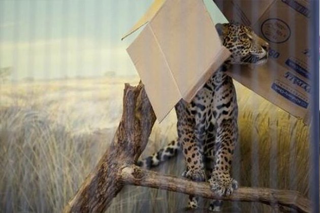 16 Big Cats Who Love Boxes More Than House Cats