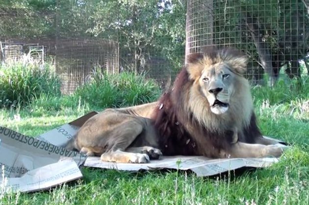 16 Big Cats Who Love Boxes More Than House Cats