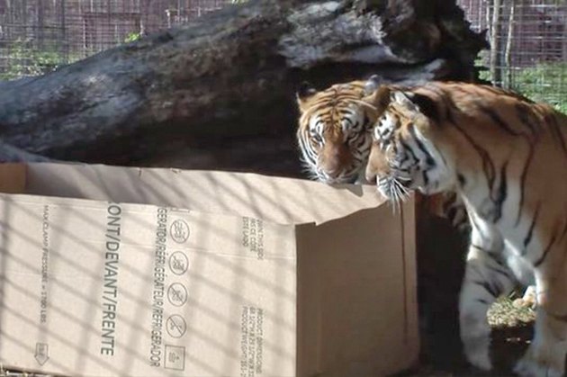 16 Big Cats Who Love Boxes More Than House Cats