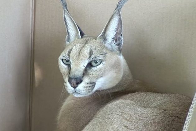 16 Big Cats Who Love Boxes More Than House Cats