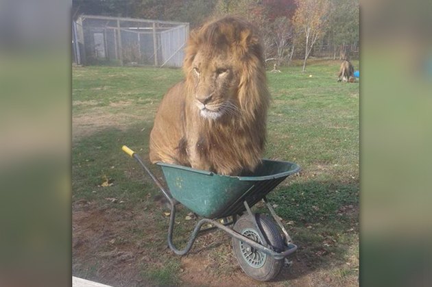 16 Big Cats Who Love Boxes More Than House Cats