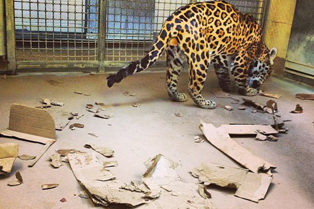 16 Big Cats Who Love Boxes More Than House Cats