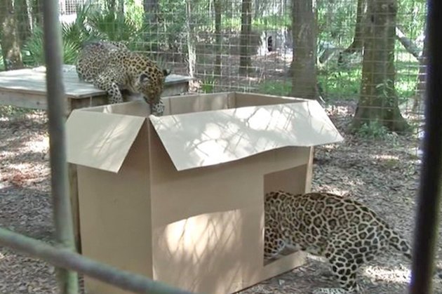 16 Big Cats Who Love Boxes More Than House Cats