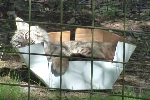 16 Big Cats Who Love Boxes More Than House Cats