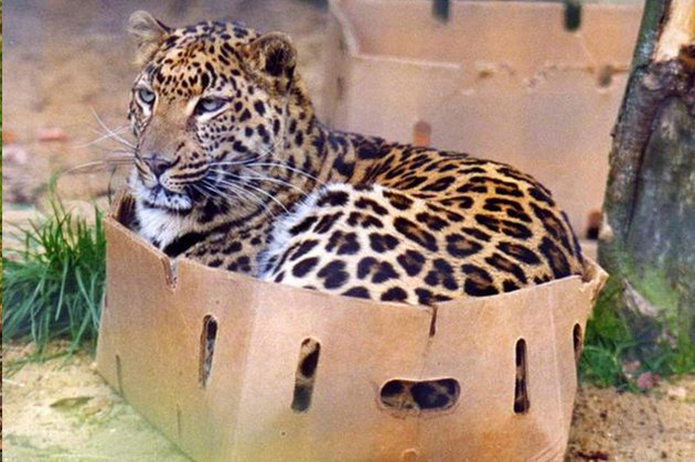 16 Big Cats Who Love Boxes More Than House Cats