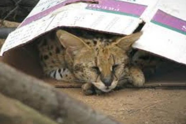 16 Big Cats Who Love Boxes More Than House Cats