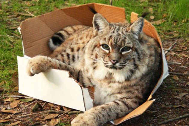 16 Big Cats Who Love Boxes More Than House Cats