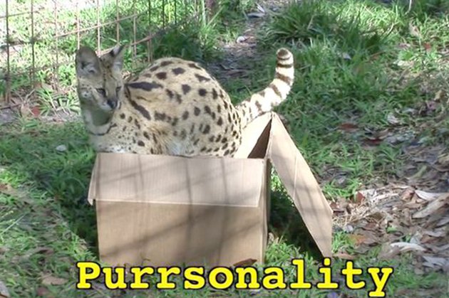 16 Big Cats Who Love Boxes More Than House Cats