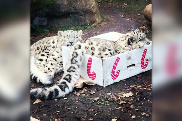 16 Big Cats Who Love Boxes More Than House Cats