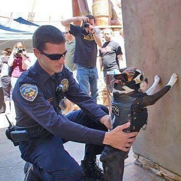 Dogs riding shotgun on your next motorcycle ride