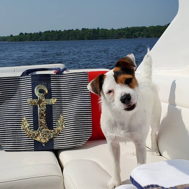 cute dog does a head tilt on a boat