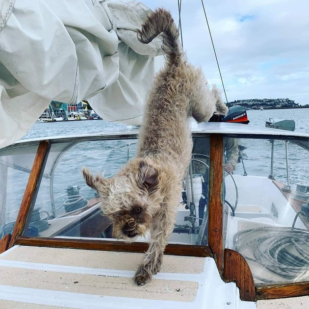 Dog jumps down from top of boat