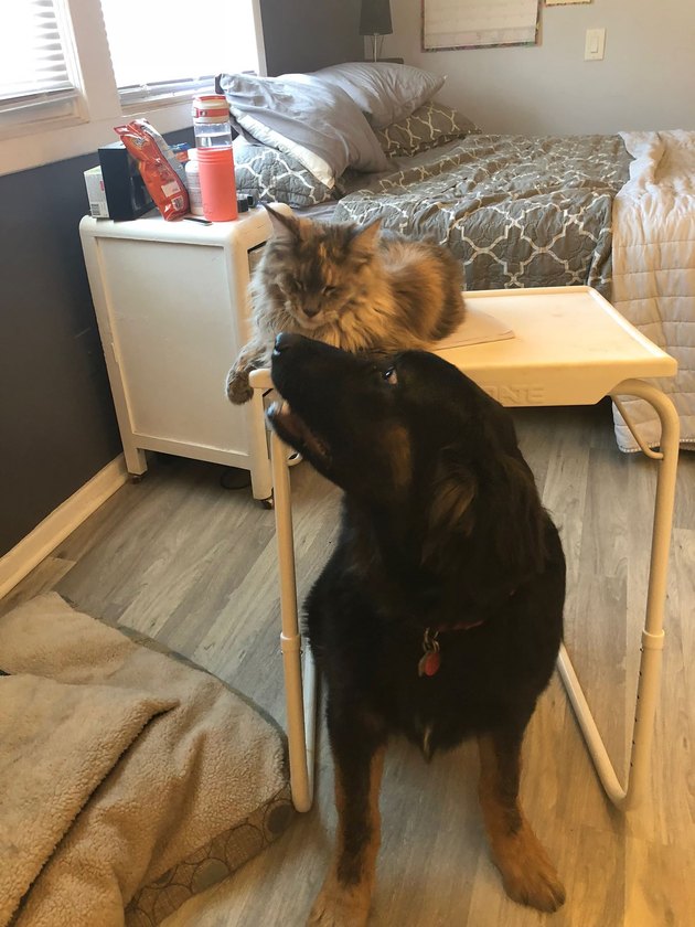 Canadian mom frames dog's diploma