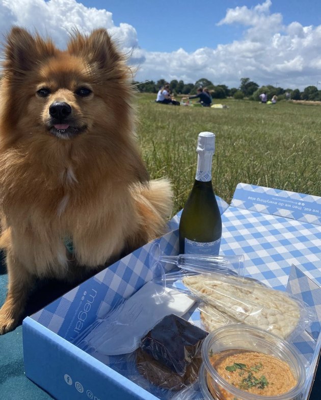 24 Dogs Having Fun at Picnics Cuteness