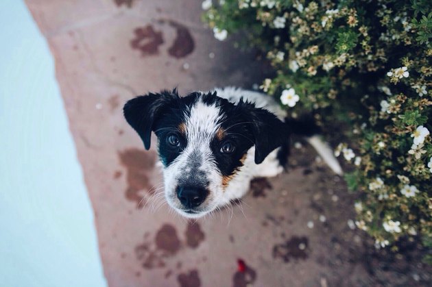 A mad dog looks up at her owner.