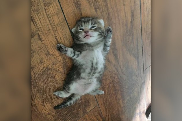 sleeping kitten